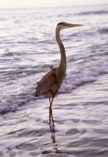 Great Blue Heron standing in the Gulf of Mexico